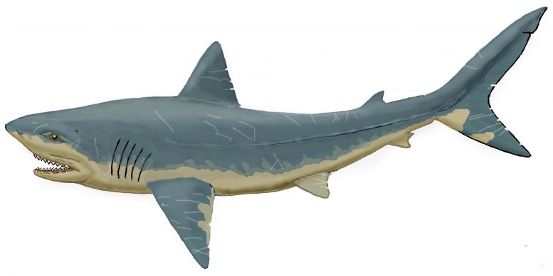 Squalicorax Shark