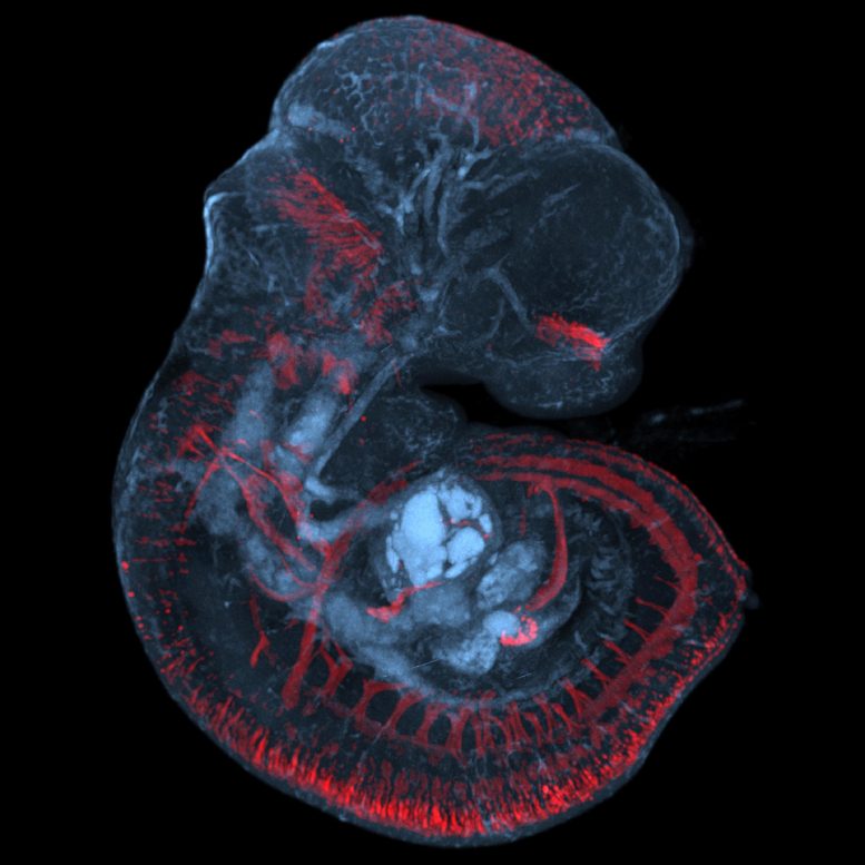 Mouse Fetus With Intitial Opsin3 Expression