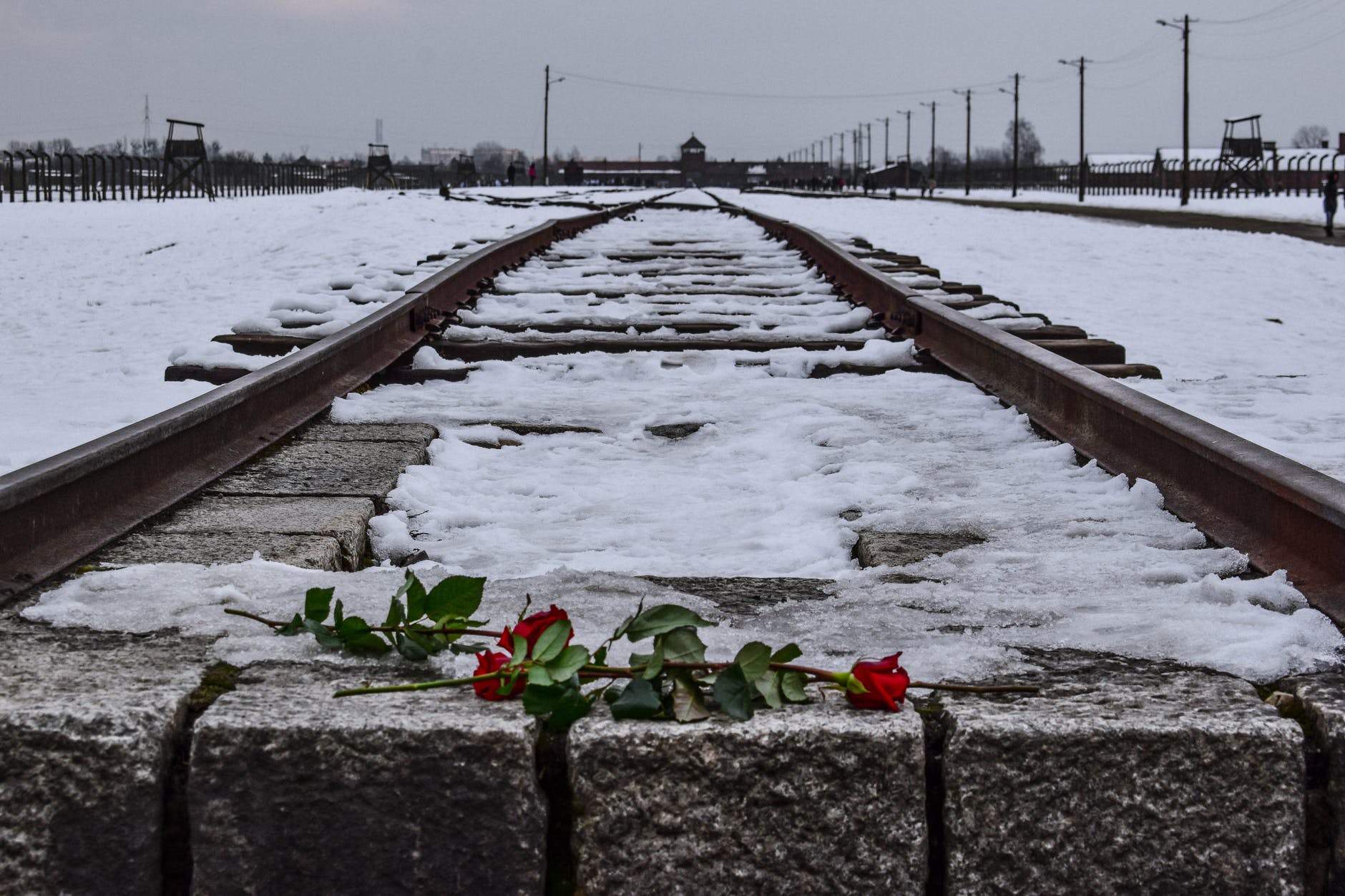 被雪覆盖的铁路上的红玫瑰