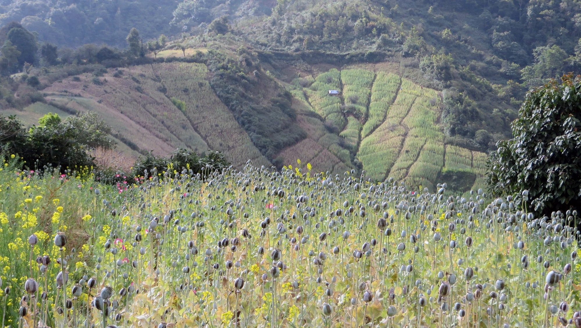 img 7169 jpg UNODC-Bericht – Anzeichen einer erhöhten Opiumproduktion in Myanmar