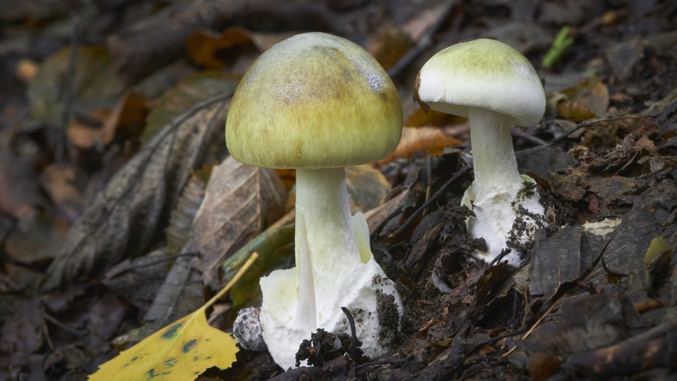 Tegengif voor de meest giftige paddenstoel ter wereld gevonden